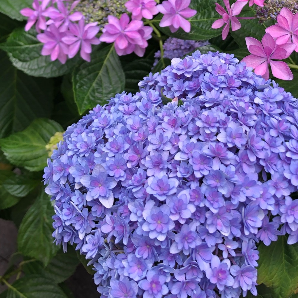 Meet your Posher, Felicia